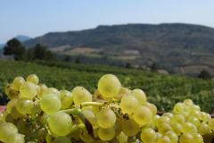 DOMAINE ST JACQUES