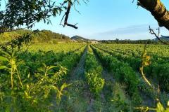 DOMAINE MINGRAUT