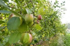 POMME DU PC