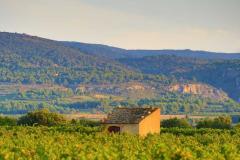 TOUR SAINT MARTIN VIGNES