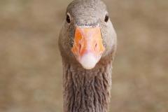 canard