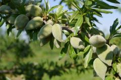 TERRE D'AMANDES