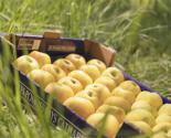 pommes pays cathare