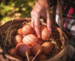 oeufs dans un panier