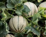 Fête du melon Pezens - Carcassonne Agglo 2025