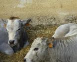 FOIRE ESPEZEL
