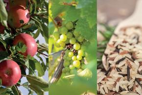 Foire pomme riz vin Aigues Vives
