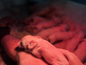 Porc Pays Cathare- Elevage SCEA du Cazal