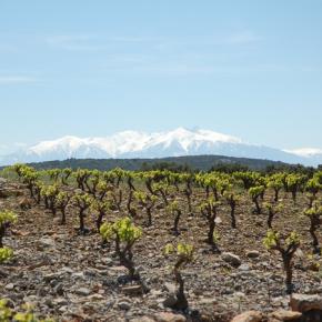 DOMAINE BERTRAND-BERGE