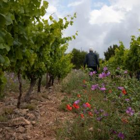 DOMAINE PUJOL C