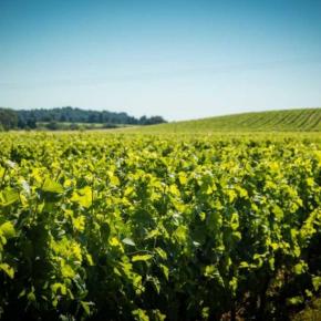 AUZIAS VIGNES