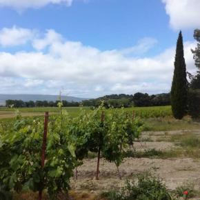 CELLIER TROUBADOUR VIGNES