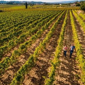 CHATEAU GUERY VIGNES