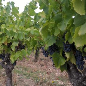 DOMAINE CIRY CATTANEO