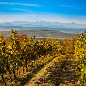 Chateau Guilhem-Malvies_5