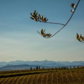 Chateau Rives Blanques-Cepie_15