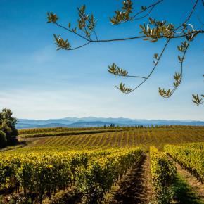 Chateau Rives Blanques-Cepie_16