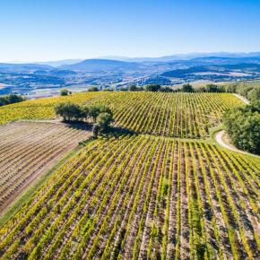 Chateau Rives Blanques-Cepie_2