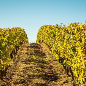 Chateau Rives Blanques-Cepie_4