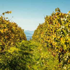 Chateau Rives Blanques-Cepie_5