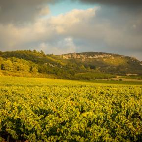 Chateau du grand Caumont-Lezignan Corbieres_20
