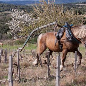DOMAINE CAZABAN cheval