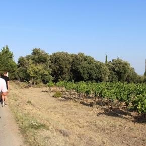 DOMAINE FONTANILLE HAUT GROUPEA