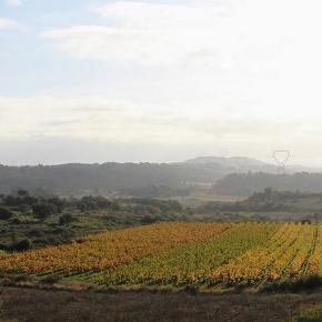 DOMAINE FONTANILLE VIGNES