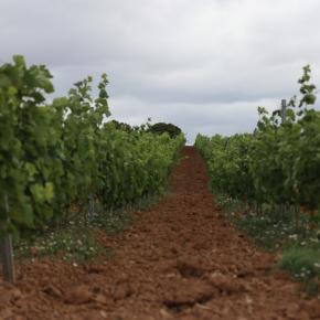 DOMAINE PUJOL F