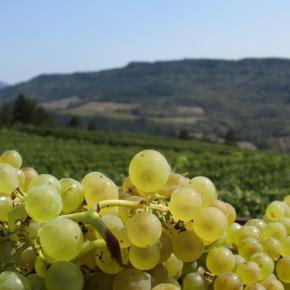 DOMAINE ST JACQUES