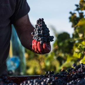 DOMAINE PIERRE FIL