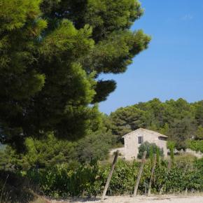 DOMAINE TART AVIZAT