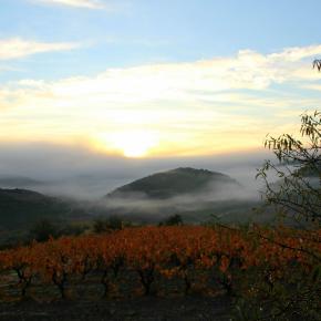 Domaine Lérys Vignoble 