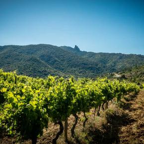 Domaine du Trillol-Cucugnan_4