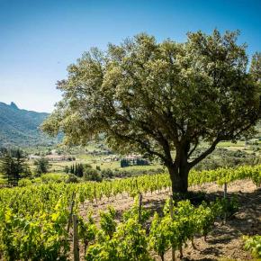 Domaine du Trillol-Cucugnan_7