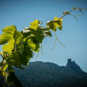 Domaine du Trillol-Cucugnan_9