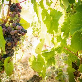 Domaine les cascades-Ribaute_1