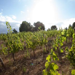 Domaine les cascades-Ribaute_16