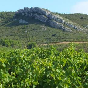 DomaineRoqueSestiere-3-LucsurOrbieu-2