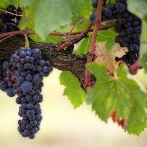 GRAPPE RAISIN
