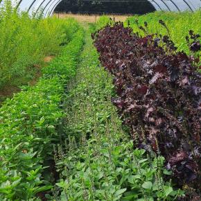 L'Herbier de Lina - Plantations sous la serre