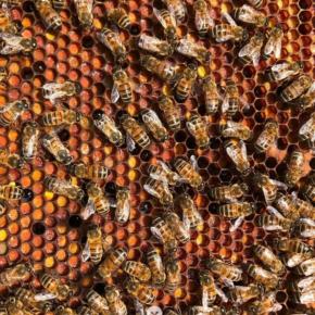 LE RUCHER DE RIQUETTE - Abeille