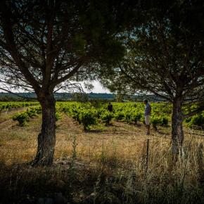 Les Fenals-Fitou_5
