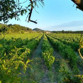 DOMAINE MINGRAUT