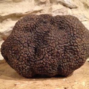 TRUFFE