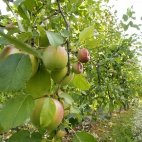 POMME DU PC