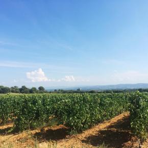SESQUIERES-VIGNES-BEST