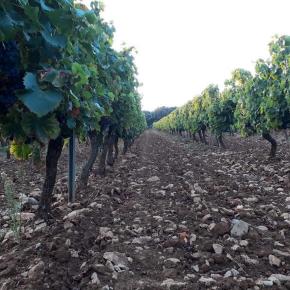 SESQUIERES-VIGNES-TERRE