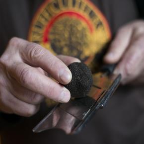 Truffes Pays Cathare