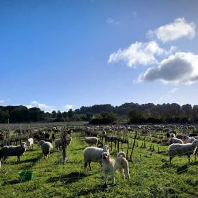 VILLEPEUROUX MOUTONS